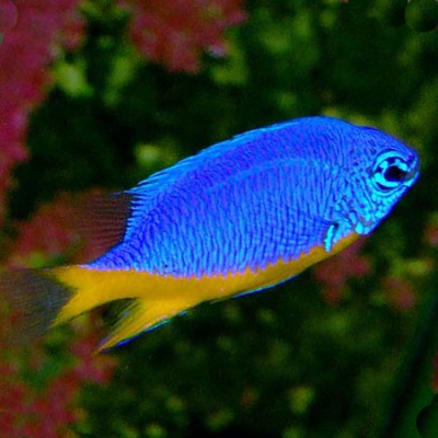 Chrysiptera Hemicyanea