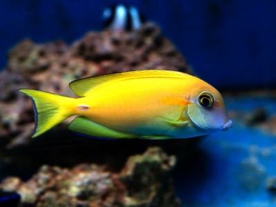 Acanthurus Olivaceus Juvenil