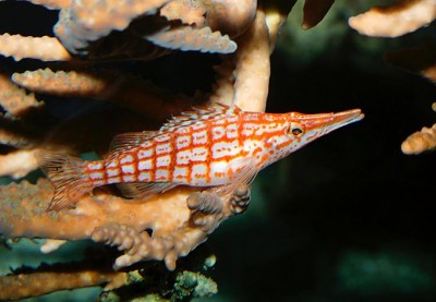 Oxycirrhitus Typus