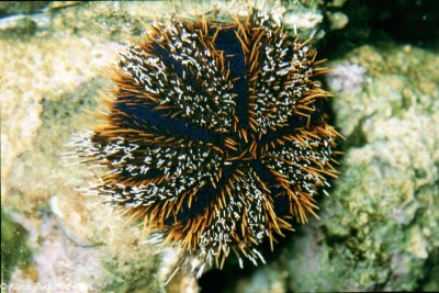 Tripneustes Gratilla