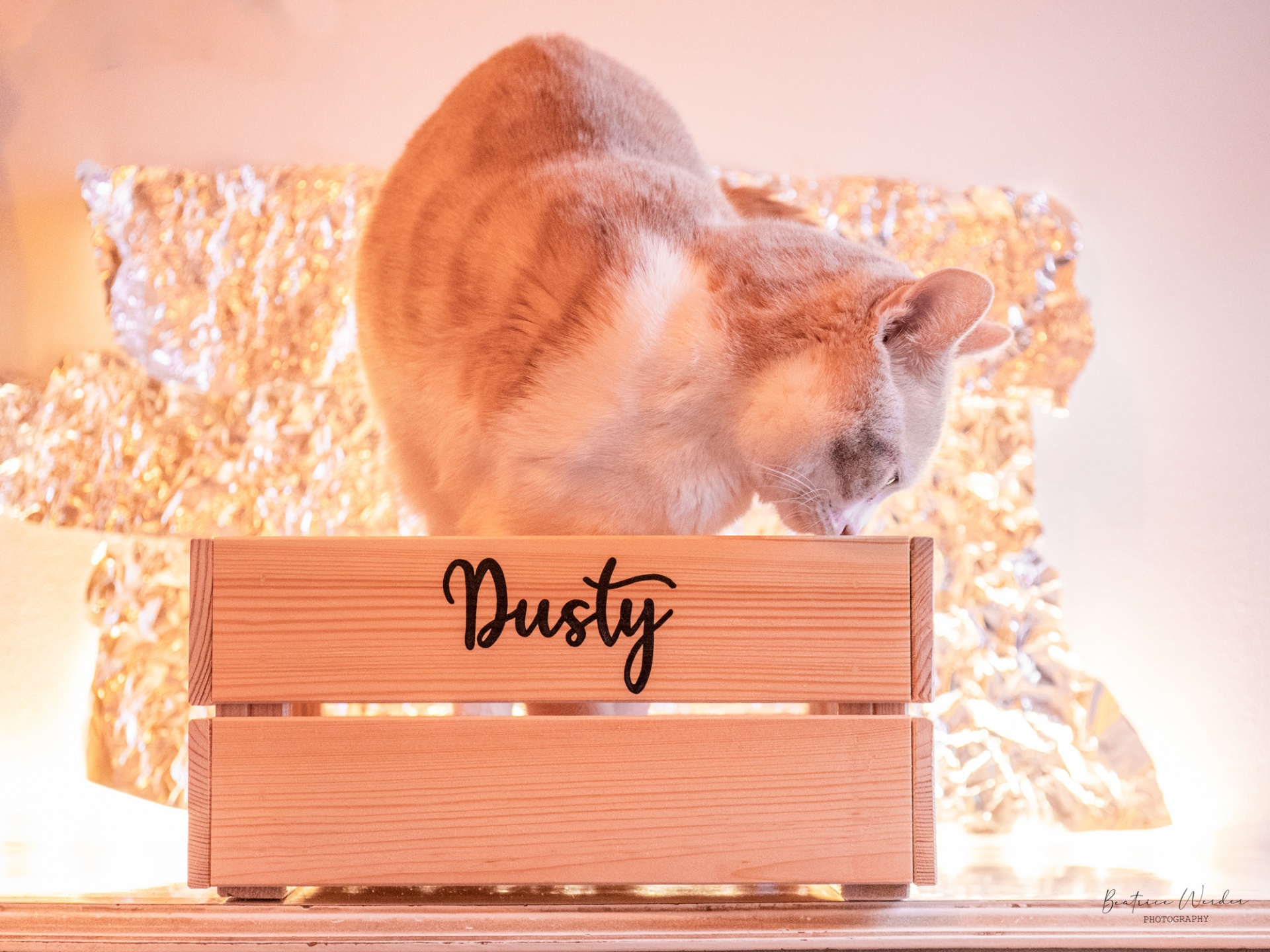 Kit Comedouro + Hanger ou Box Personalizáveis