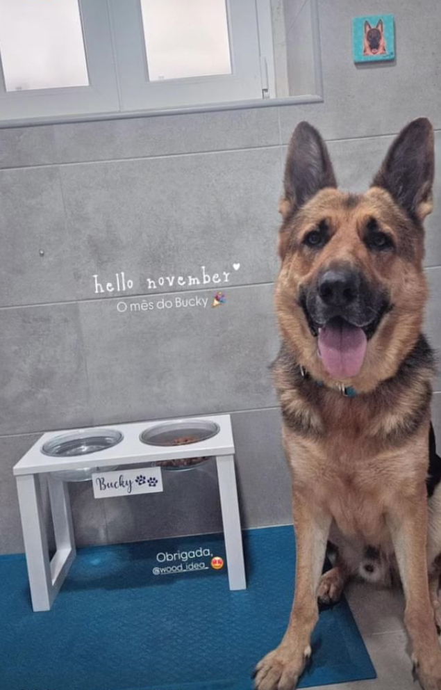 Comedouro Elevado duplo minimalista