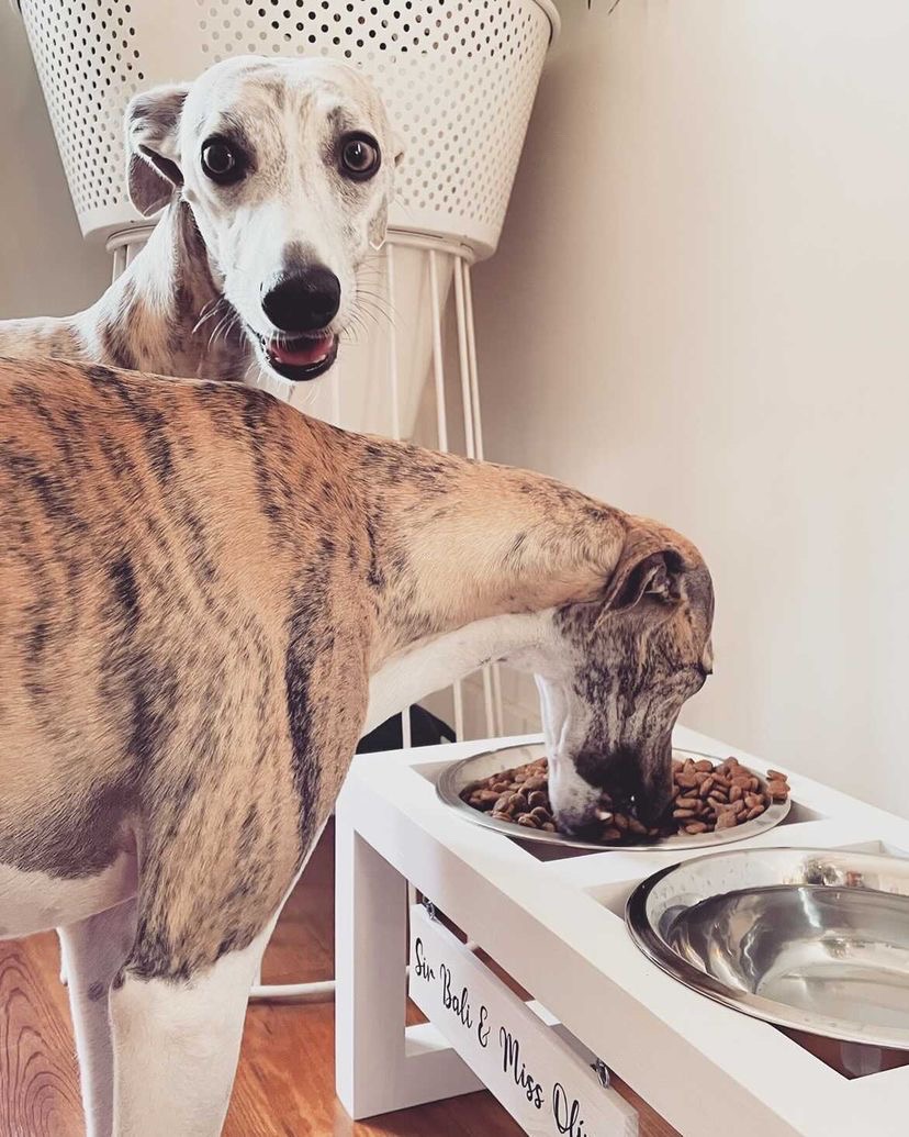 Comedouro Elevado Duplo Master