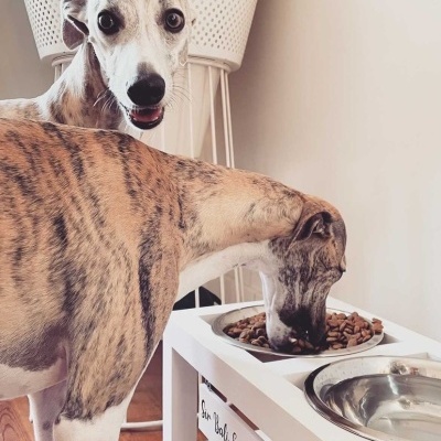 Comedouro Elevado Duplo Master