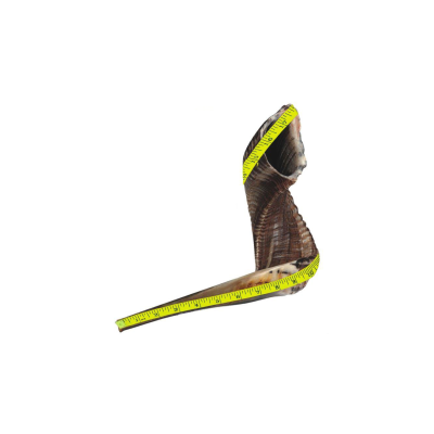 Shofar de Carneiro - Tamanho 4 (35-40 cm) - Kosher Rabino Elnekaveh