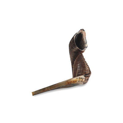 Shofar de Carneiro - Tamanho 5 (40-45 cm) - Kosher Rabino Elnekaveh