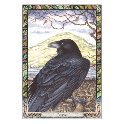 O Oráculo Animal dos Druidas O Oráculo Animal dos Druidas